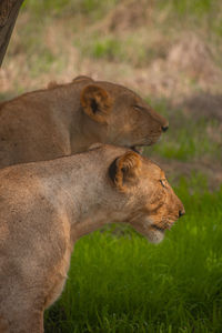 Lioness in zoo