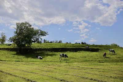 Flock of sheep grazing in field