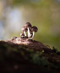 Close-up of mushroom on rock