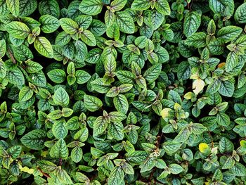 Full frame shot of fresh green leaves