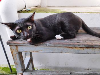 Portrait of black cat lying on seat