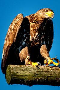 Low angle view of bird perching against clear sky