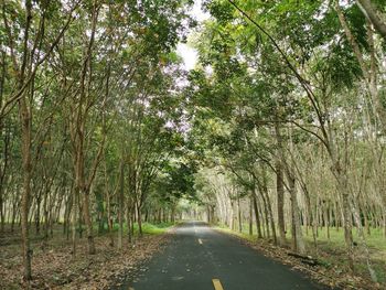 Empty road along trees in forest