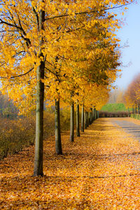 Trees in park during autumn