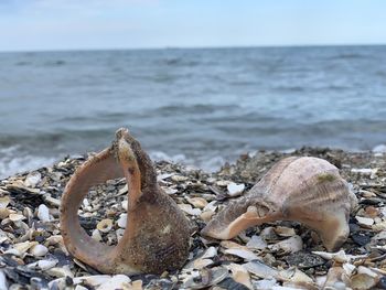 Close-up of shells on the beach