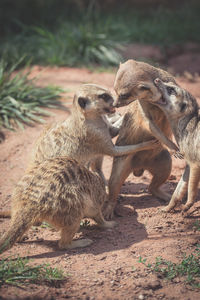 Four meerkats in the wild