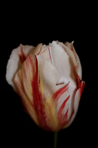 Close-up of red rose against black background