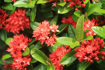 High angle view of red flowering plants