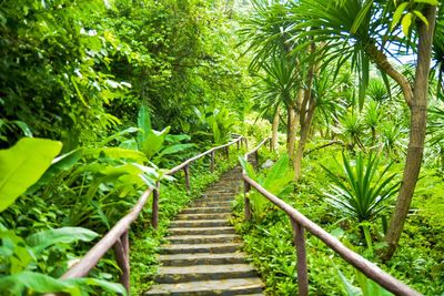 Stairs amidst trees