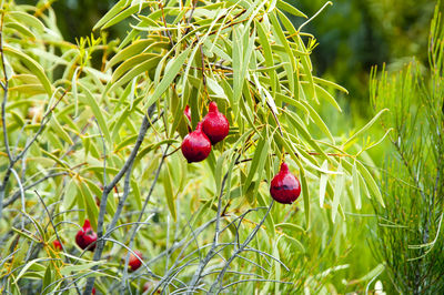 Red berries growing on plant