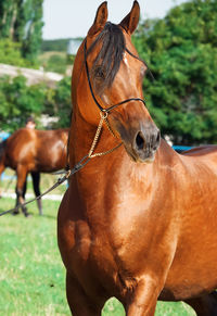 Close-up of brown horse looking away while standing against trees