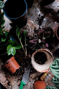 High angle view of potted plant