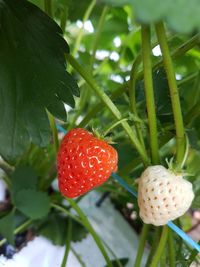 Close-up of strawberry on plant