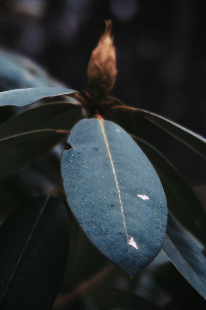 CLOSE-UP OF DRY LEAF ON CAR