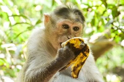 Close-up of monkey eating tree