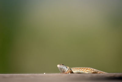 Close-up of lizard