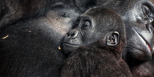 Close-up portrait of a monkey