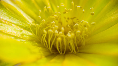 Close-up of yellow flowering plant