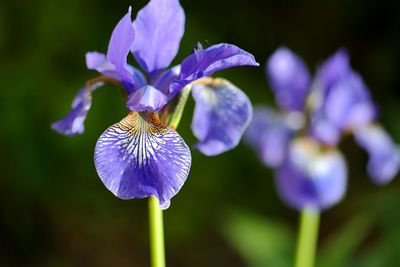 Close-up of purple flower