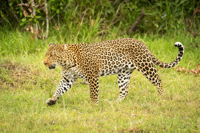 Full length of a cat