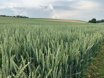 View of stalks in field against cloudy sky