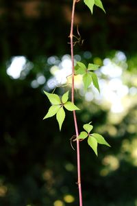 Close-up of leaf on tree