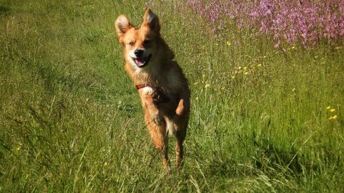 Dog running in field