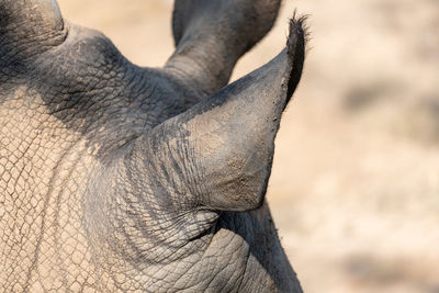 Close-up of elephant