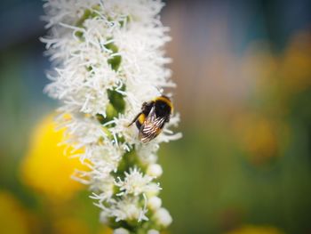 Close-up of bee pollinating on flower