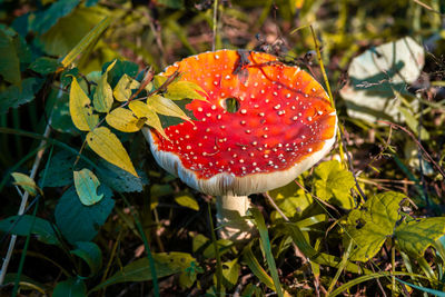 Close-up of fly agaric mushroom