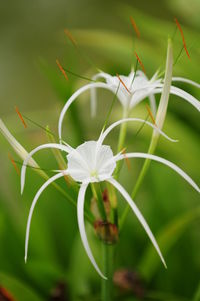 Close-up of white flowers blooming outdoors