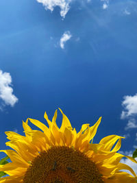 Close-up of sunflower against blue sky