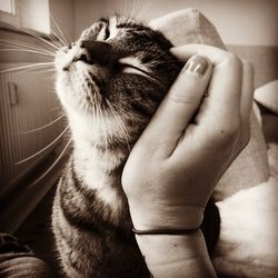 Close-up of cat
