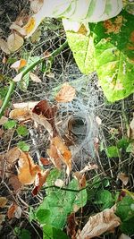 Close-up of green leaves