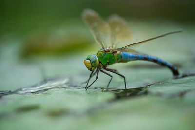 Close-up of dragonfly on plant