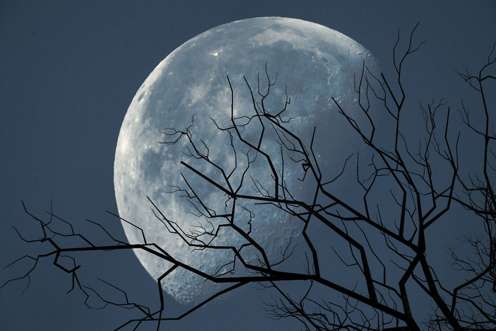 LOW ANGLE VIEW OF BARE TREE AGAINST MOON