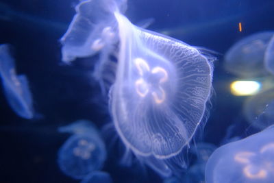 Close-up of jellyfish swimming in sea