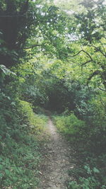 Scenic view of forest