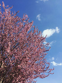 Low angle view of cherry blossom against blue sky