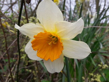 Close-up of yellow daffodil flower