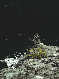 Close-up of plants by river at night