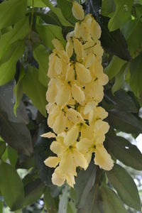 Close-up of yellow flower