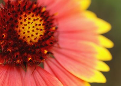 Close-up of orange flower pollen