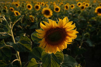 Close-up of sunflower on field