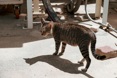 Cat on street in city