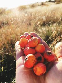 Close-up of hand holding berries