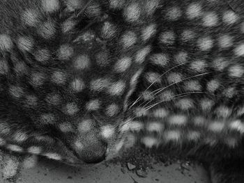 Close-up of cat