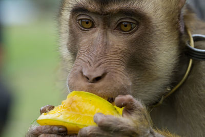 Close-up of monkey eating fruit