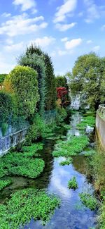 Plants growing by lake against sky