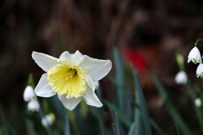 Close-up of white flower